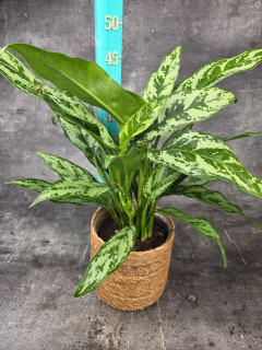 Aglaonema Green Lady